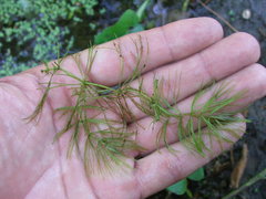 Ceratophyllaceae