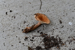Lactarius tabidus