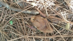 Lasiurus borealis