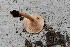 Lactarius tabidus