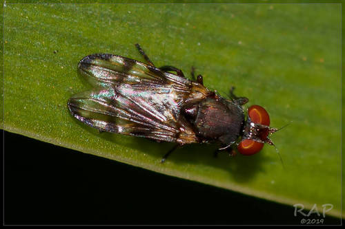 Euxesta eluta Loew, 1868