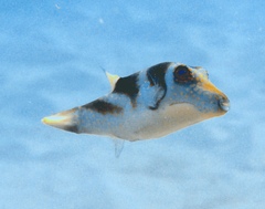 Canthigaster coronata