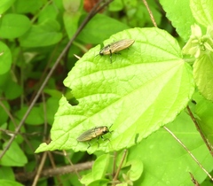 Agaeocera scintillans