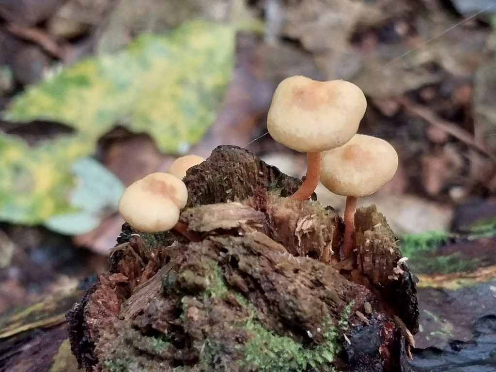 Hypholoma acutum · April 2025 · photo: © kiwialli (iNaturalist, cc-by)