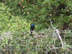 Lamprotornis australis