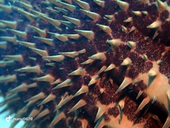 Acanthaster
