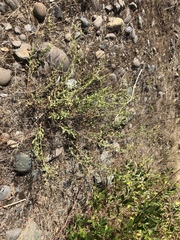 Heterotheca oregona