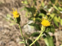 Heterotheca oregona