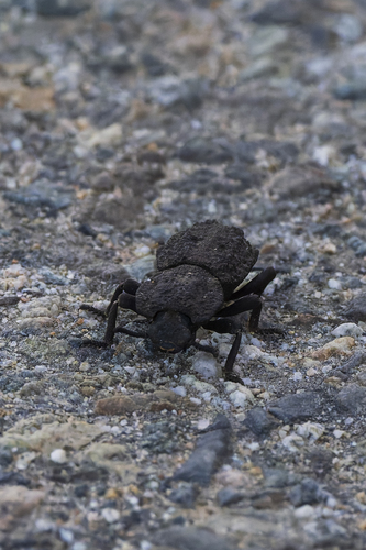 Diabolical Ironclad Beetle photo 4