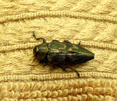 Actenodes calcaratus