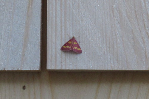 Coffee-loving and Southern Purple Mint Moths photo 4