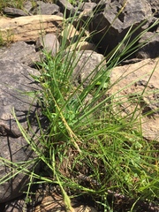 Carex lenticularis
