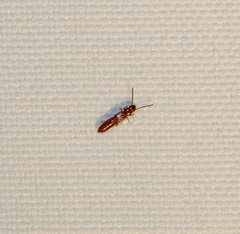 Piestinae