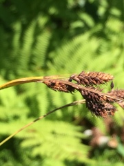 Carex atratiformis