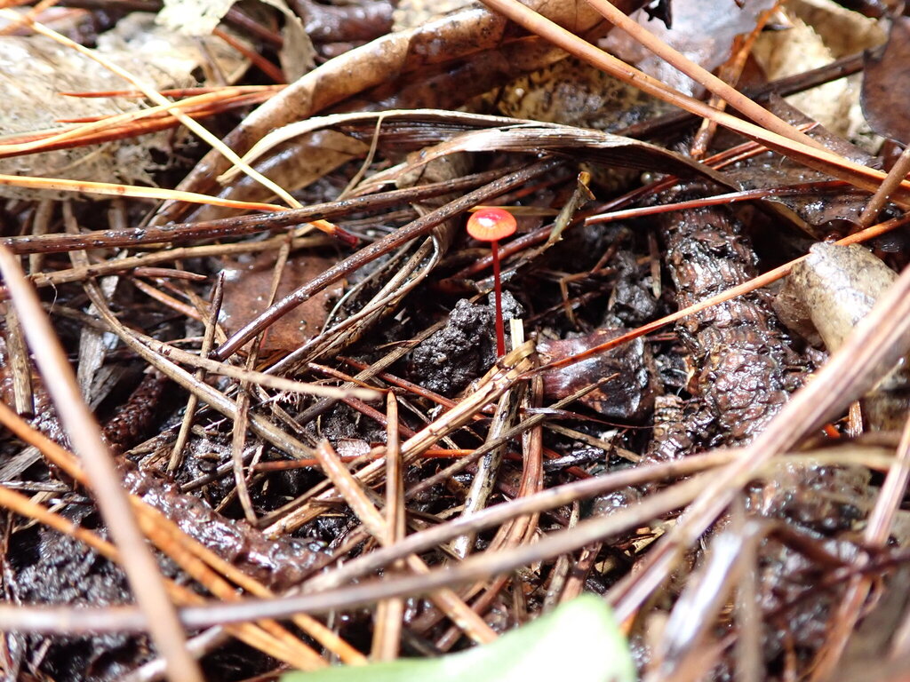Cruentomycena viscidocruenta · April 2025 · photo: © bethmaree (iNaturalist, cc-by)