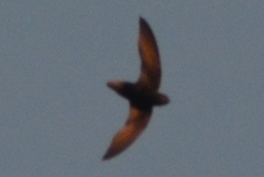 Chaetura brachyura