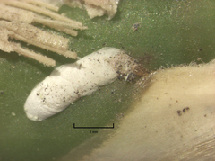 Kuwanaspis pseudoleucaspis