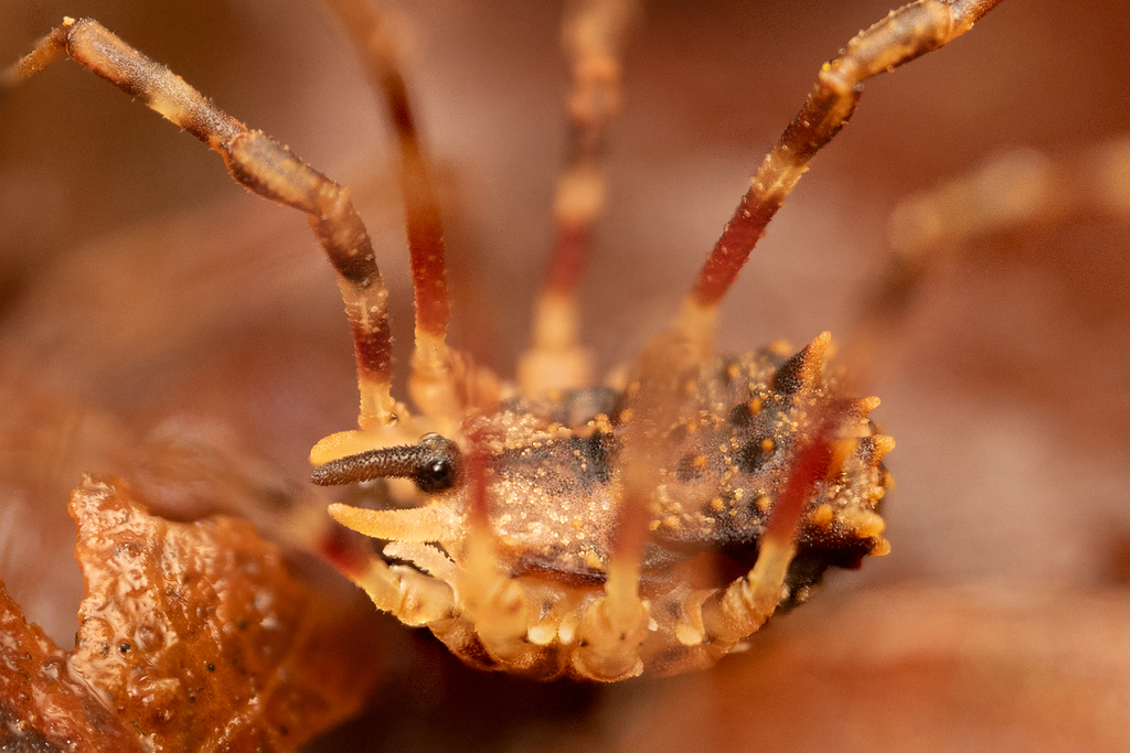 Ceratolasma tricantha