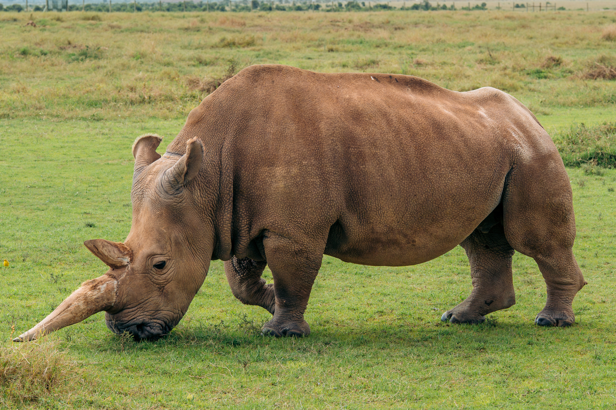 White Rhinoceros