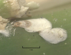 Kuwanaspis pseudoleucaspis