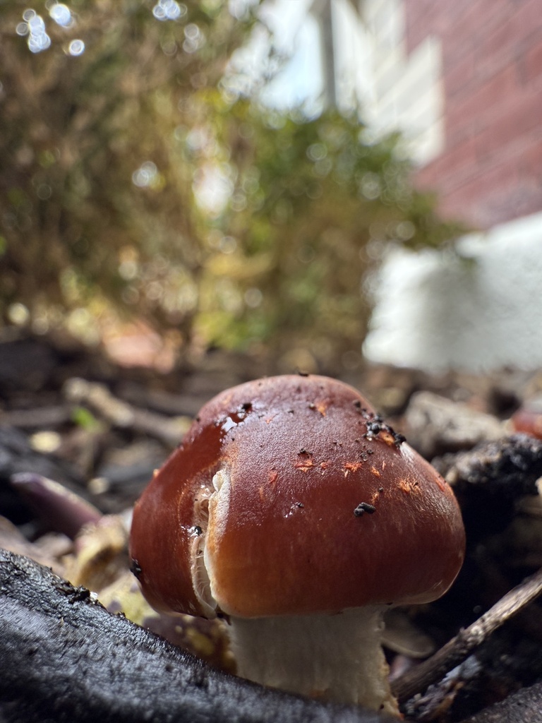 Leratiomyces ceres · April 2025 · photo: © mitchell_ousey (iNaturalist, cc-by)