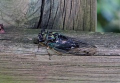 Neotibicen linnei