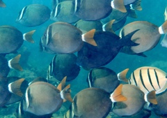 Acanthurus leucopareius