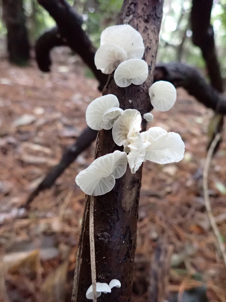 Campanella tristis · April 2025 · photo: © bethmaree (iNaturalist, cc-by)