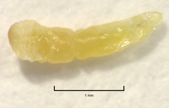 Kuwanaspis pseudoleucaspis