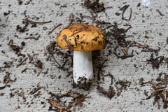 Russula bicolor