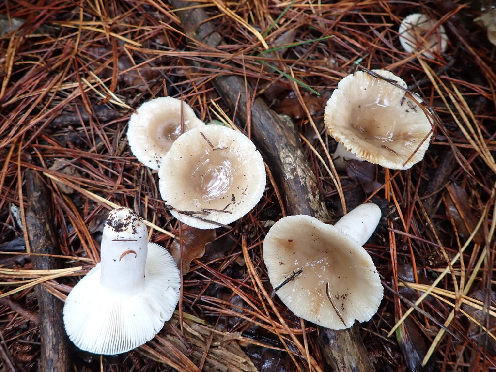 Russula amoenolens · April 2025 · photo: © bethmaree (iNaturalist, cc-by)