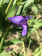 Penstemon cyananthus