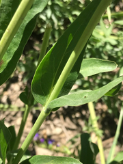 Penstemon cyananthus