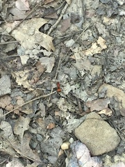 Dasymutilla nigripes