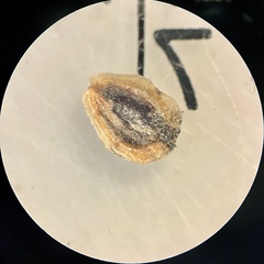 Bugseed (Corispermum hyssopifolium)