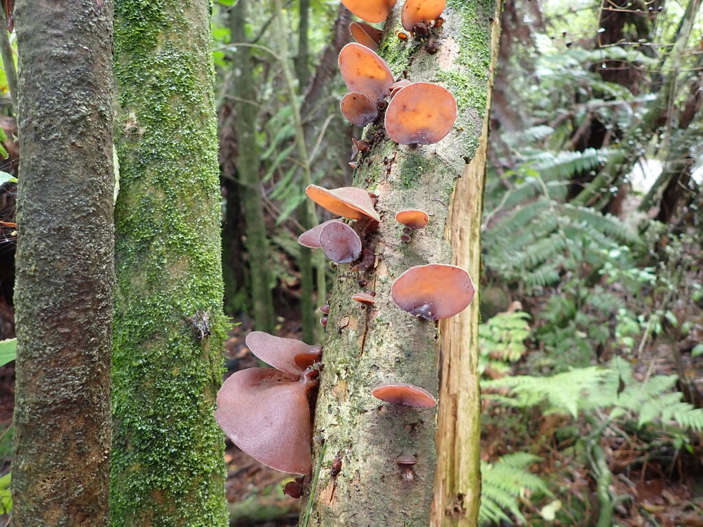 Auricularia cornea · April 2025 · photo: © bethmaree (iNaturalist, cc-by)