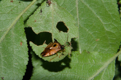 Elasmucha ferrugata