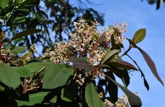 Saurauia scabrida