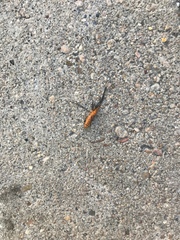Zelus longipes