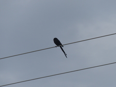 Lanius melanoleucus