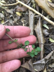 Coprosma crassifolia