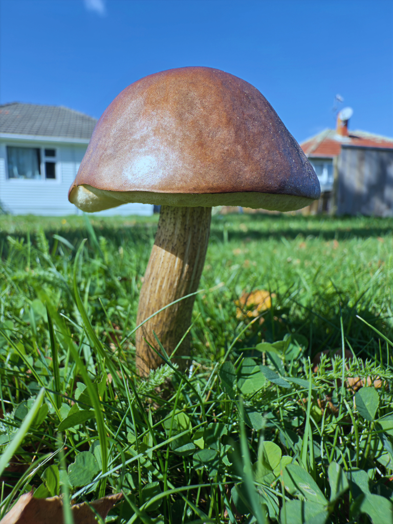 Leccinum scabrum · April 2025 · photo: © jeremy_rolfe (iNaturalist, cc-by)