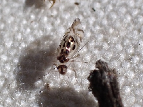 iNaturalist observation photo of F-winged Barklouse