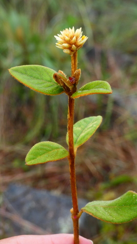 Alternanthera martii