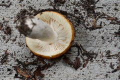 Russula bicolor