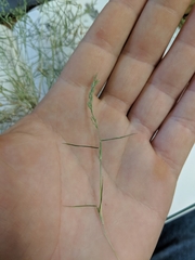Eragrostis hypnoides
