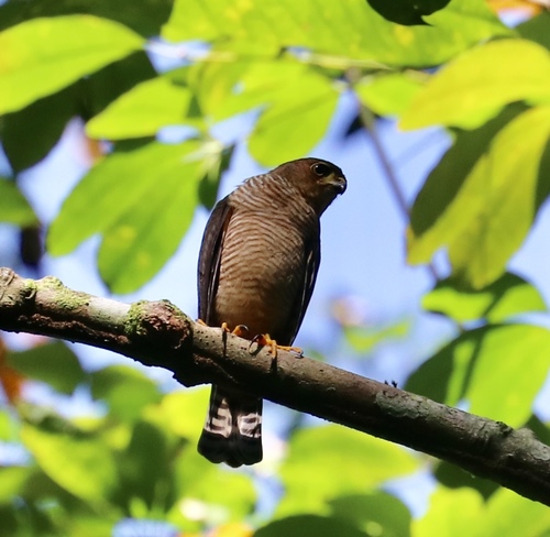 Tiny Hawk