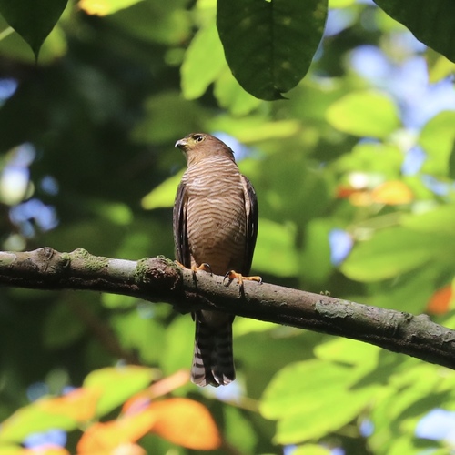Tiny Hawk (Microspizias superciliosus), photo 7