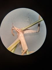 Eragrostis hypnoides