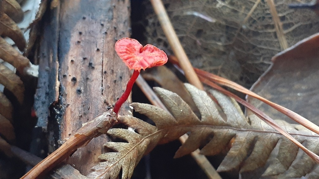 Cruentomycena viscidocruenta · April 2025 · photo: © aardvark04 (iNaturalist, cc0)